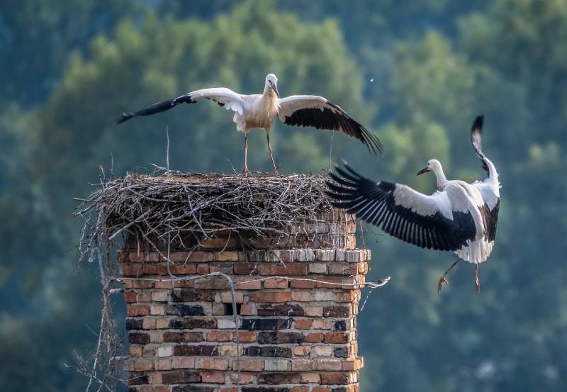 Professional Chimney Animal Removal Services in Lake Shore, Maryland