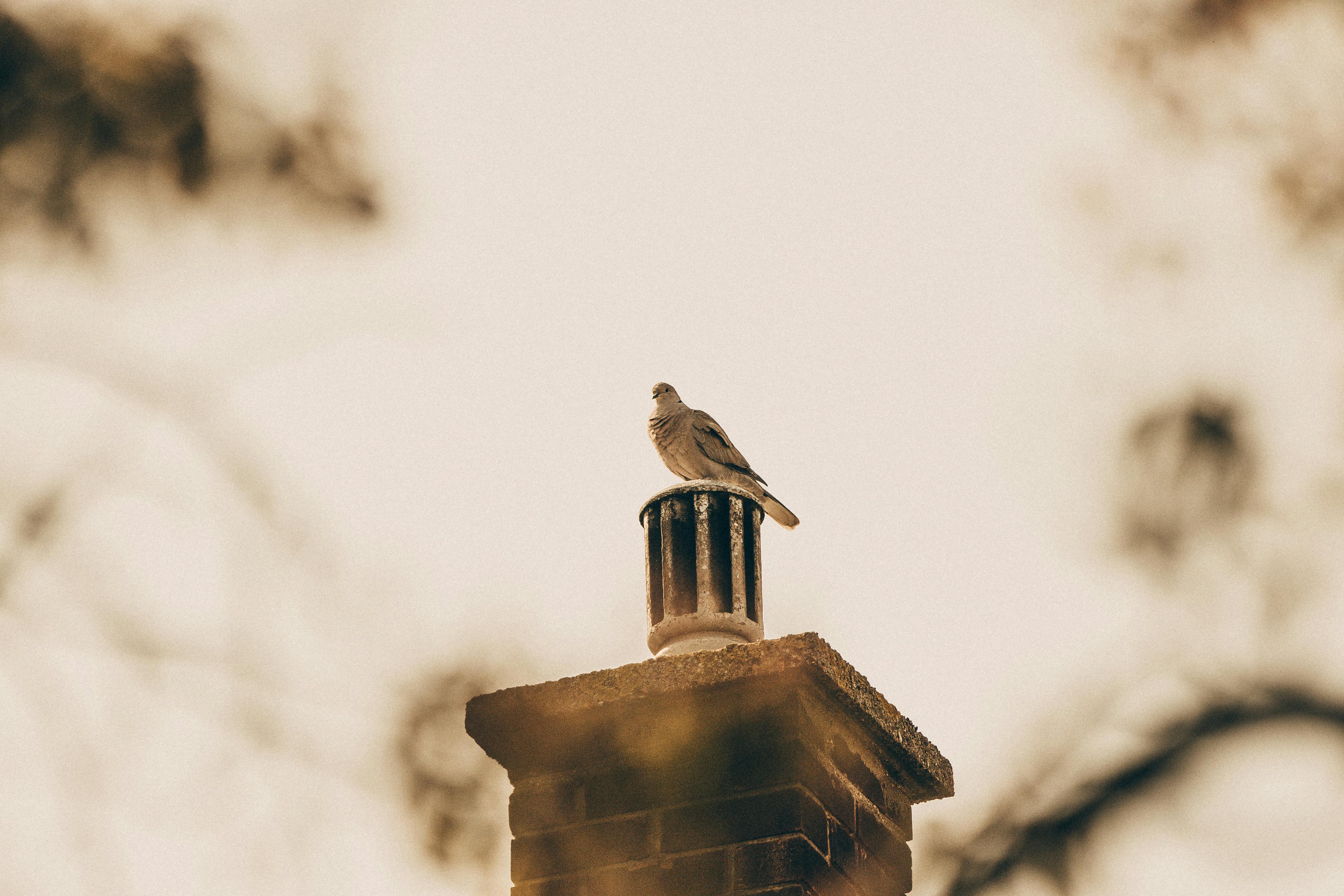 Expert Chimney Cap Installation in Lake Shore, Maryland